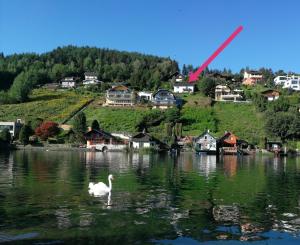 a white swan in a lake with a village at Ferienwohnung Kerschbaumer in Seeboden
