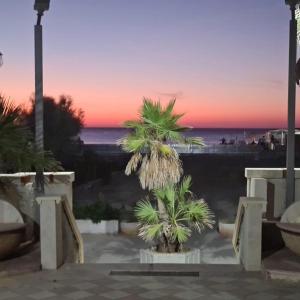 a palm tree in front of the ocean at sunset at Case di Sandra in Capaci