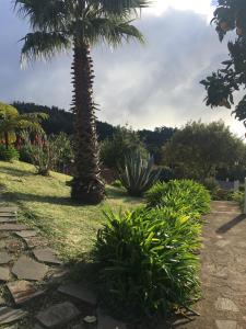 a palm tree in a garden with a stone path at Bungalows Do Amparo in Ponta do Pargo