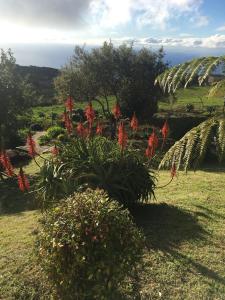 einen Garten mit roten Blumen im Gras in der Unterkunft Bungalows Do Amparo in Ponta do Pargo