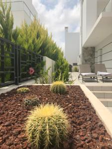 Un jardín con cactus y plantas en un edificio. en Villa Happy Moments, en Los Alcázares 57 fotos más