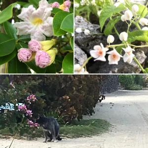a black cat standing in front of some flowers at Travelers House おーさんてぃん青空舎 in Taketomi