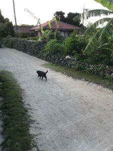 a black cat walking down a dirt road at Travelers House おーさんてぃん青空舎 in Taketomi