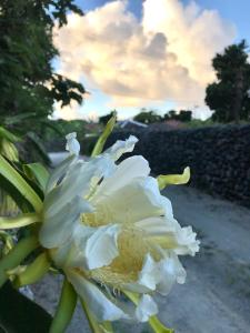 a white flower in front of a fence at Travelers House おーさんてぃん青空舎 in Taketomi