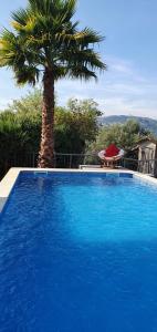 a large blue swimming pool next to a palm tree at Villas da Quintã in Cabeceiras de Basto