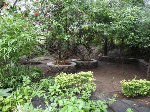 un jardin avec deux arbres et quelques buissons dans l'établissement Golden oriole cottage, à Mount Âbû