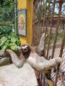 a sloth hanging off of a fence at Villa San Antonio - El Valle de Anton in El Valle de Antón