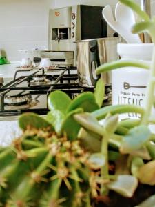 - la fermeture d'une plante verte dans une cuisine dans l'établissement L'Antico Borgo di Segesta, à Calatafimi-Segesta