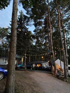 un groupe de tentes et de voitures garées dans une forêt dans l'établissement Undinėlė, à Šventoji