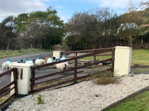 Zahrada ubytování Errigal Lodge, Dunlewey