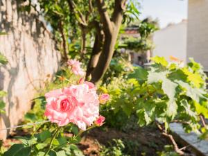 a pink rose is growing in a garden at REZEVICI BOUTIQUE VILLA in Petrovac na Moru