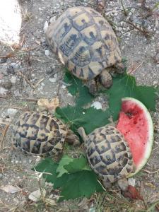 two turtles eating a slice of a watermelon at Apartment Hortenzija in Baška Voda