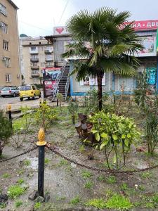 a fire hydrant next to a palm tree and a building at Амир in Gagra