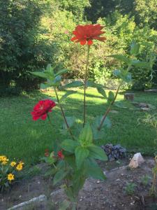 two red flowers are growing in a garden at Rekreacny dom pod Bezovcom in Stará Lehota