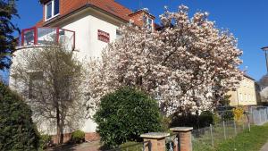 einen Magnolienbaum vor einem weißen Haus in der Unterkunft Zimmervermietung Koltermann in Greifswald