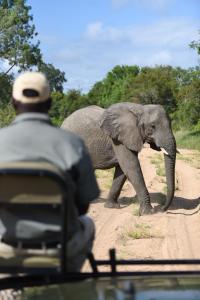 un hombre en un vehículo mirando a un elefante cruzando un camino de tierra en Shumbalala Game Lodge, en Thornybush Game Reserve