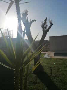 a palm tree with the sun shining behind it at Chiaralice in Noto