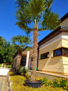 a palm tree in front of a house at Hotel Arkadia in Ciechanowiec