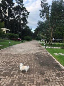 Casa en Barrio Cerrado en Rincón del Indio في بونتا دل إستي: كلب أبيض صغير يقف على طريق من الطوب