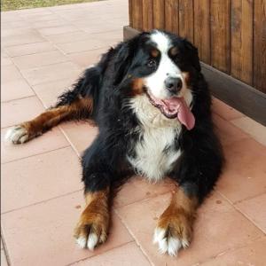 a dog laying on the ground with its tongue out at Agriturismo San Cataldo in Motta Camastra