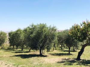 Agriturismo Casale Cerere في Lacedonia: صف اشجار في ميدان عشب