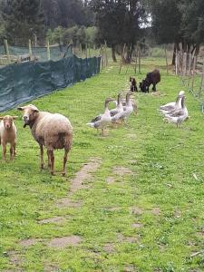 a group of sheep and ducks in a field at Granja MG in Bombarral