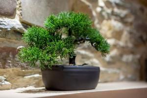 a bonsai tree sitting in a black pot at Nouveau - L'instant Passion - Love Room in Tourlaville