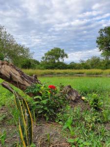 Nyakisiku的住宿－Africa Safari Selous Nyerere national park，落在田野上的一棵树,种着红色的花