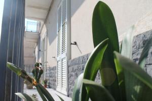 a plant in front of a building with windows at Le case di Carlotta & Giorgia in Pozzillo