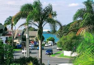 a palm tree on a street with cars on the road at Bounty Motel in Paihia
