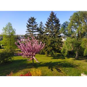a pink tree in the middle of a field at Maison la grande serre in Blaslay +31 photos
