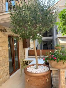 a potted tree in a large pot on a patio at Leda Suites in Parga