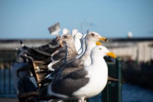 The Greenwich Rooms - Burger & Bird Bar & Restaurant