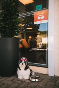 Domácí mazlíčci ubytovaní s hosty v ubytování Hotel 10 Balsas