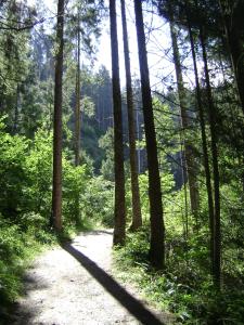 un camino de tierra en un bosque con árboles en Ferienwohnung Lechner Traudi Kreuzschied 141, en Neukirchen am Großvenediger 4 fotos más