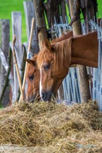 Zvieratá v ubytovaní bed & breakfast alebo blízkom okolí