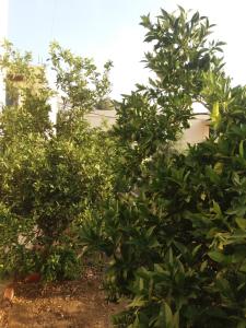 A garden outside Panormos,Irene's Studio