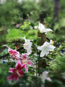 eine Gruppe von rosa und weißen Blumen in einem Garten in der Unterkunft Motel Alexandrin in Saint-Georges