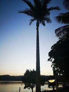 una palmera sentada junto a un cuerpo de agua en Paku Lodge Resort, en Tairua