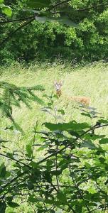 Vonkajšia záhrada v ubytovaní Vetrate sul bosco