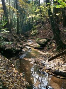 um riacho na floresta com folhas no chão em Ferienwohnung Günther em Lauf an der Pegnitz