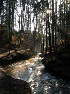 um riacho no meio de uma floresta com árvores em Ferienwohnung Günther em Lauf an der Pegnitz