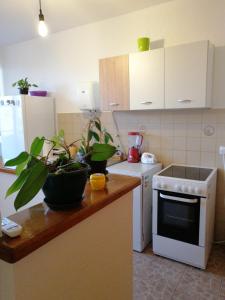 une cuisine avec des appareils et des plantes blancs sur un comptoir dans l'établissement Apartman KIKA, à Sombor