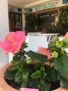 una maceta con flores rosas en una olla en Hotel PINO LORICATO en Castelluccio Inferiore