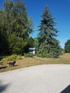 una persona y un perro de pie junto a un árbol en Ferme bressane les Arums en Mervans