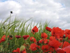 a field of red poppies in a field of grass at Casas Rurales Arroal in Sotoserrano
