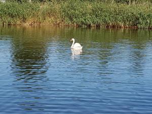 a white swan swimming in a body of water at Auszeit am Haffufer in Wilhelmshof