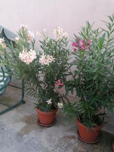 dois potes de flores sentados ao lado de uma parede em Villa Ros Guest House em Svilengrad