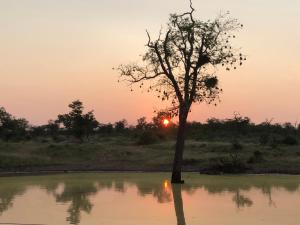 Foto sihtkohas Balule Nature Reserve asuva majutusasutuse Lamai Safari Lodge galeriist +105 fotot