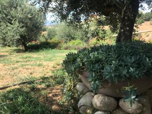 A garden outside Casale Vincenzo Country House